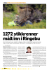 1272 stikkrenner målt inn i Ringebu