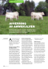 AVVENNING AV AMMEKALVEN