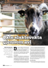 Gammalnorsk spælsau: Økte slaktevekta gjennom avl