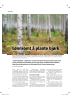 Lønnsomt å plante bjørk