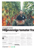 Miljøvennige tomater fra rennesøy