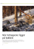 Når tretoppene ligger på bakken