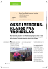 OKSE I VERDENSKLASSE FRA TRØNDELAG