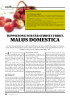 TOPPSESONG FOR VÅR STØRSTE FRUKT, MALUS DOMESTICA