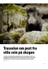 Trusselen om pest fra ville svin på skogen