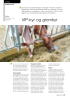 VIP-kyr og gromkyr