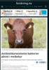 Antibiotikaresistente bakterier påvist i melkekyr