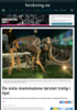 De siste mammutene tørstet trolig i hjel