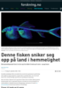 Denne fisken sniker seg opp på land i hemmelighet