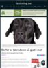 Derfor er labradoren så glad i mat