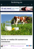 Derfor er melka litt sunnere om sommeren
