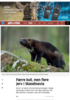 Færre kull, men flere jerv i Skandinavia