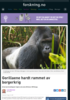 Gorillaene hardt rammet av borgerkrig
