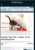 Hunder liker fett - katter vil ha karbohydrater