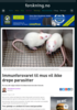 Immunforsvaret til mus vil ikke drepe parasitter