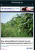 Kan genmodifiserte planter gi oss flere antibiotikaresistene bakterier?