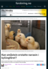 Kan småstein erstatte narasin i kyllingfôret?