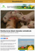 Konkursras blant danske svinebruk