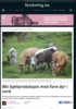 Økt kjøttproduksjon med flere dyr i nord