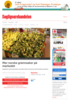 Mer norske grønnsaker på markedet