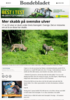 Mer skabb på svenske ulver