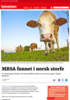 MRSA funnet i norsk storfe