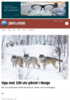 Opp mot 100 ulv påvist i Norge