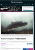 Plantevirus kan redde laksen