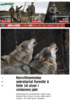 Rovviltnemndas sekretariat foreslår å felle 16 ulver i vinterens jakt
