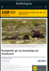 Rumpehår gir ny kunnskap om moskusen