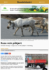 Rusa rein påkjørt