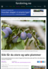 Slik får du store og søte plommer
