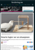 Smarte fugler ser an situasjonen