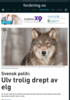 Svensk politi: Ulv trolig drept av elg
