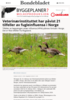 Veterinærinstituttet har påvist 21 tilfeller av fugleinfluensa i Norge