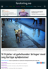 Vi frykter at gatehunder bringer med seg farlige sykdommer